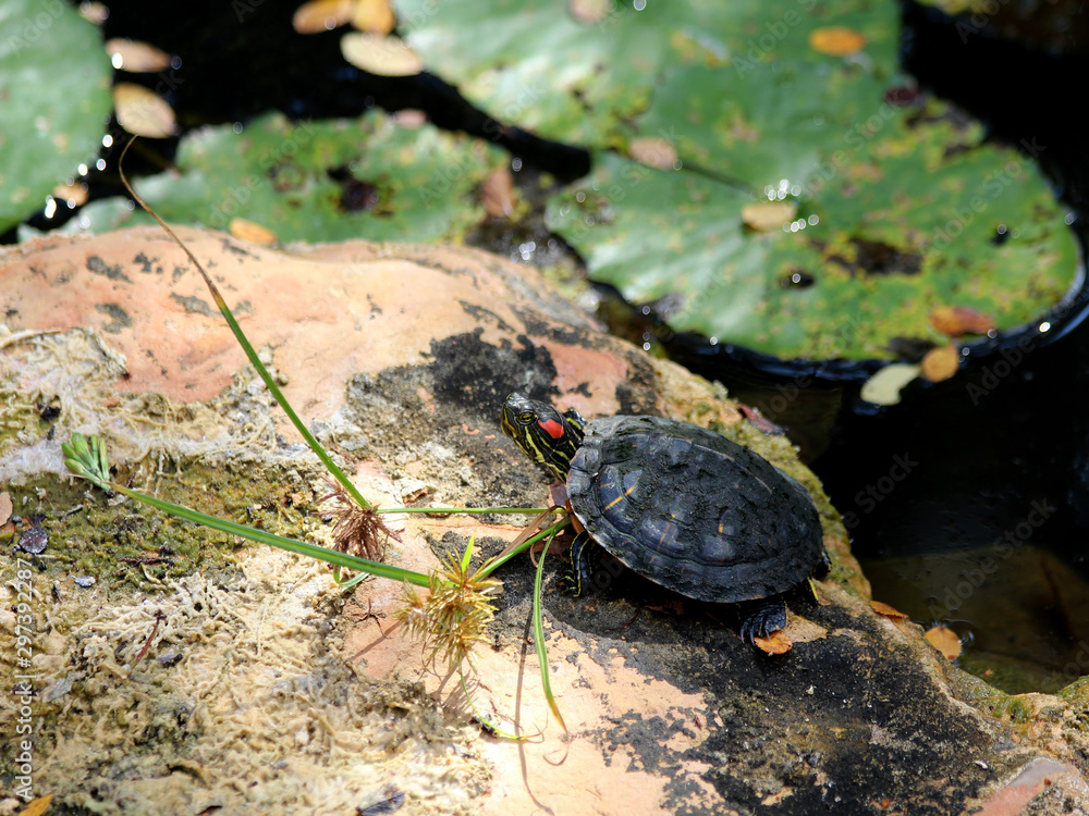 Obraz premium Red eared Slider Turtle III