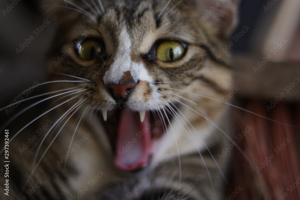 Beautiful Portrait of a cat yawning