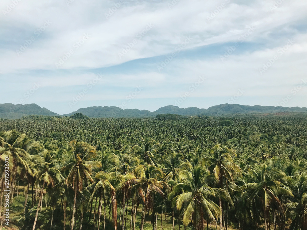 Scenic view of infinite palm trees Scenic view of infinite palm trees