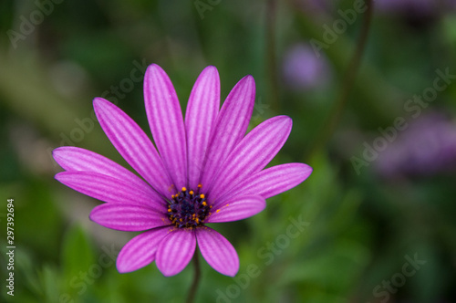 flor purpura en macrofotografia