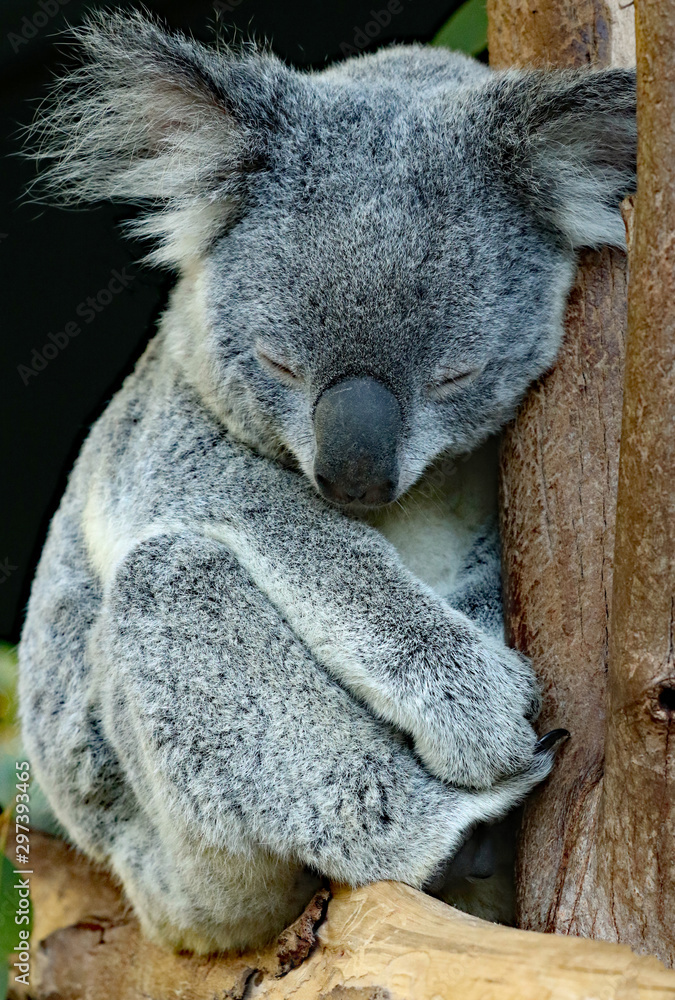 Obraz premium Schlafender Koala