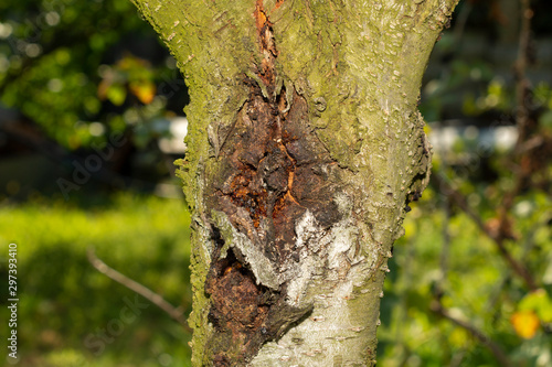 sick leaves and peach fruits in the garden on a tree close-up macro. Peach Orchard Disease Concept photo