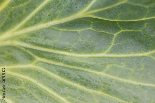 The texture of a green leaf close-up with veins