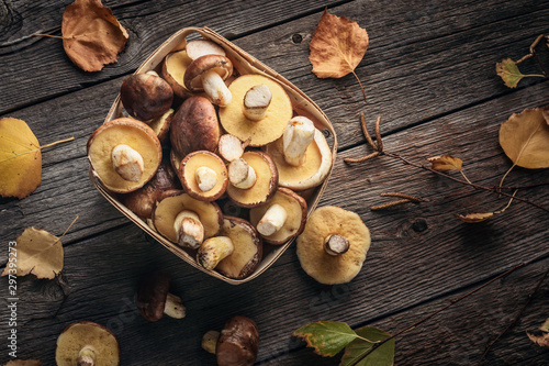 Top view basket filled with edible forest mushrooms Suillus on a wooden table