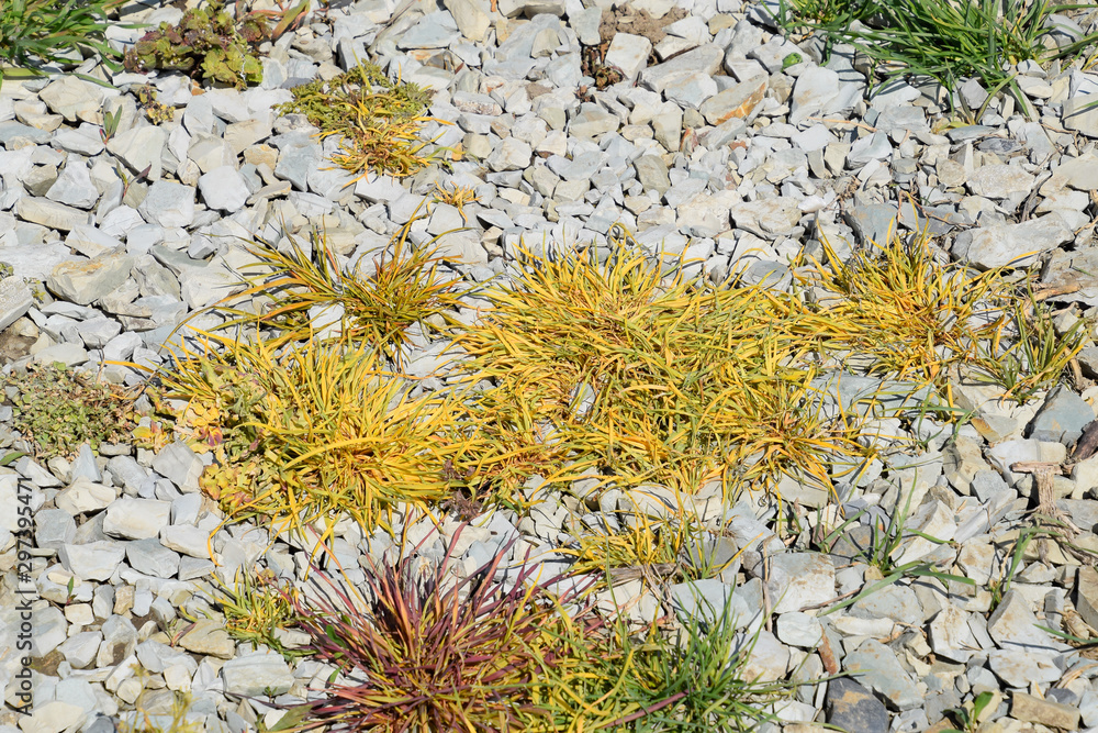 Glyphosate treated grass. Destruction of vegetation on soil sprinkled with crushed stone. effect of glyphosate on plants. Glyphosate treated grass. Destruction of vegetation on soil sprinkled with crushed stone. effect of glyphosate on plants.