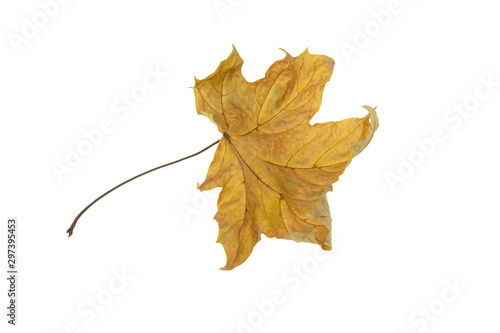 Jesienny liść izolowany na białym tle