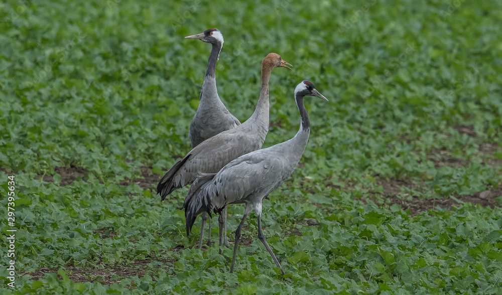 Obraz premium kraniche