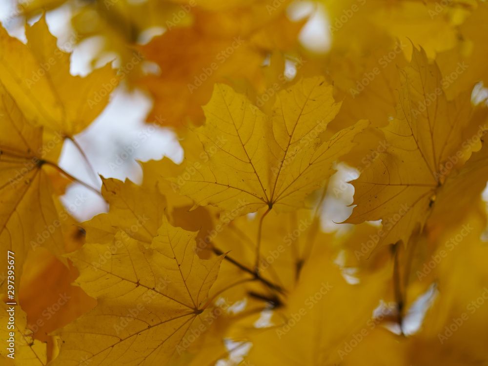 Obraz premium Photography of the autumn in the city park. Branch with yellow maple leaves in the sky. Suitable for posters, greeting card, banners,
