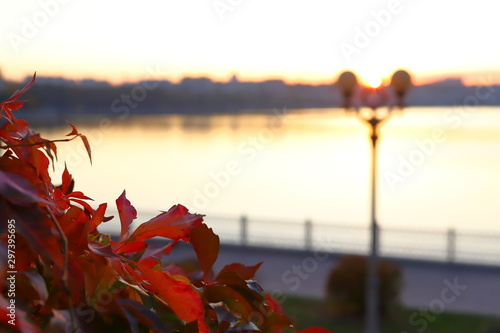 Red, autumn leaves on the background of the western sun. Shallow depth of field, blurred abstract background.