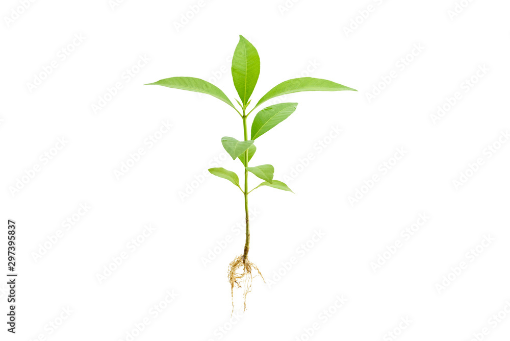 Young green plant / growing sprout with root white isolated, natural germination process, produce new leaves or buds. Used for photo graphic edit and symbolic of a new life or new business development - obrazy, fototapety, plakaty 