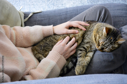Sleepy satisfied tabby cat on lap. Sleeping cat lying on its owner's lap, enjoying being cuddled and purring