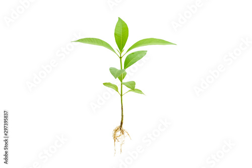 Vászonkép Young green plant / growing sprout with root white isolated, natural germination process, produce new leaves or buds