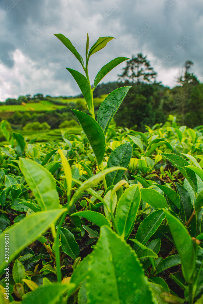 Obraz premium Plantacja herbaty Cha Gorreana na wyspie Sao Miguel, Azory, Portugalia