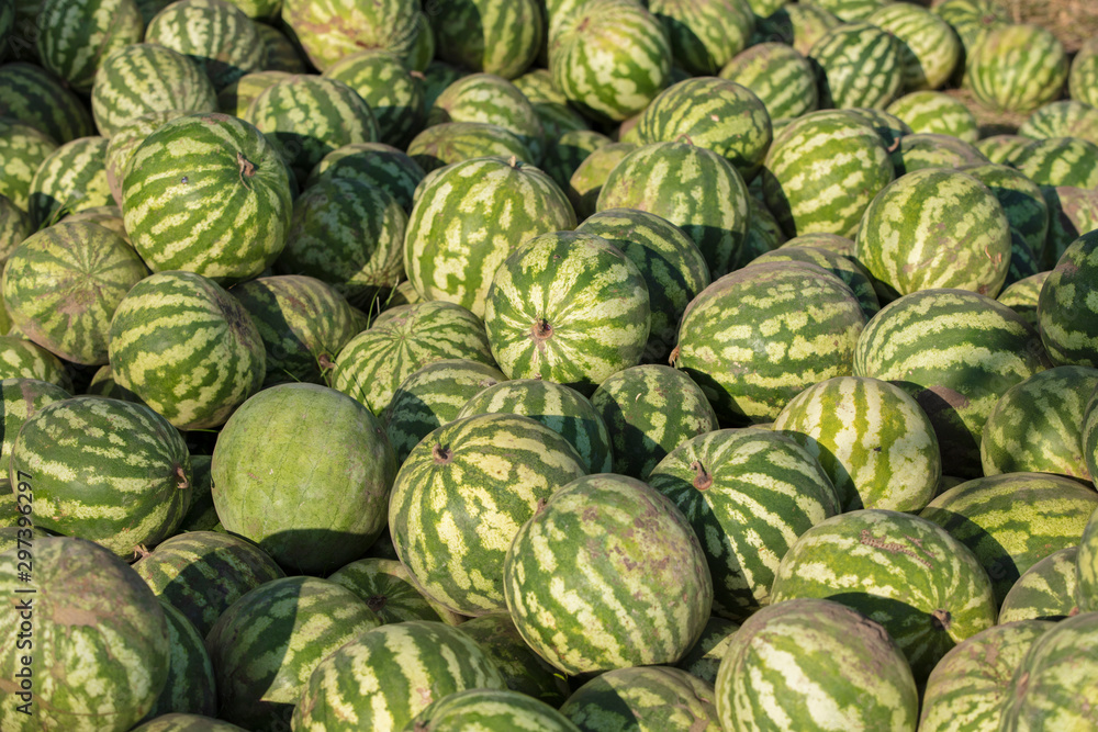 Background many watermelons of different sizes