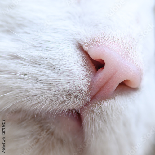 cat nose