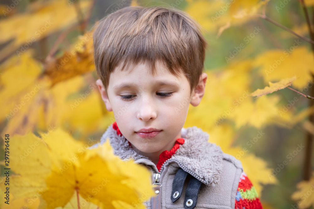 The child looks at the autumn leaf. Boy with a maple leaf. Autumn walk The child looks at the autumn leaf. Boy with a maple leaf. Autumn walk