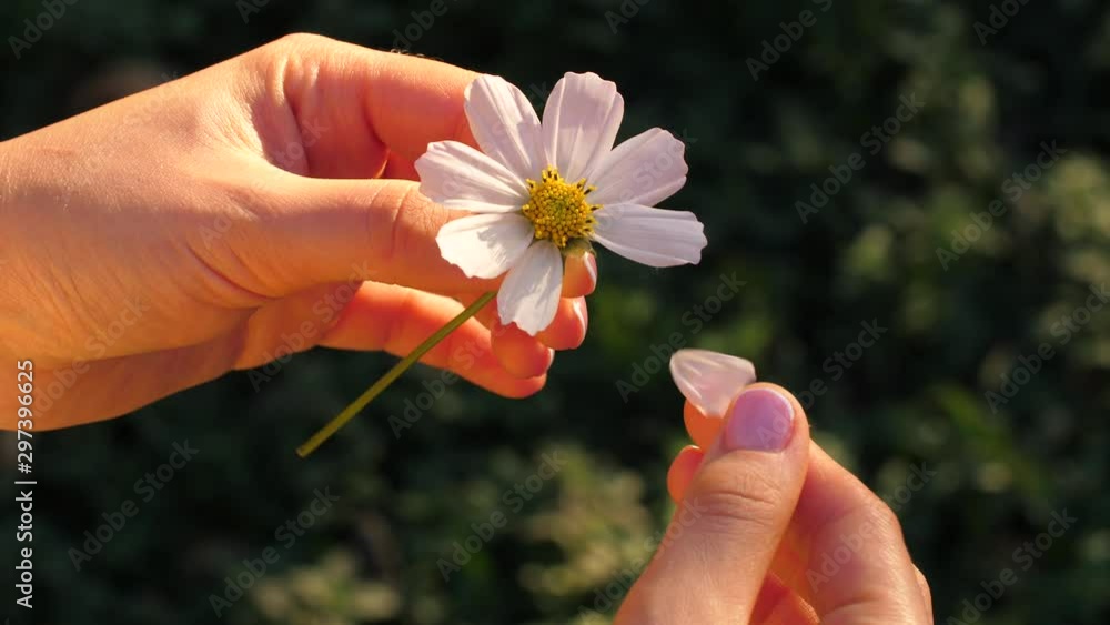 Woman tears off petals of chamomile Woman tears off petals of chamomile