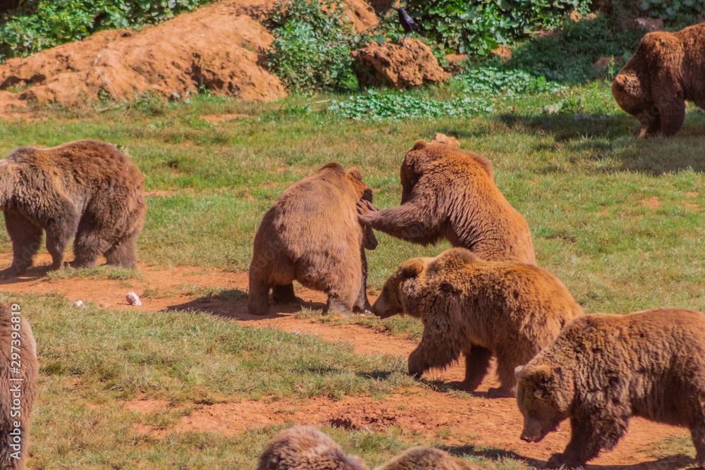 Brown bears enjoying in a green meadow Brown bears enjoying in a green meadow