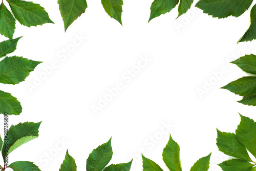  tropical leaves frame for writing text isolated on white backgr