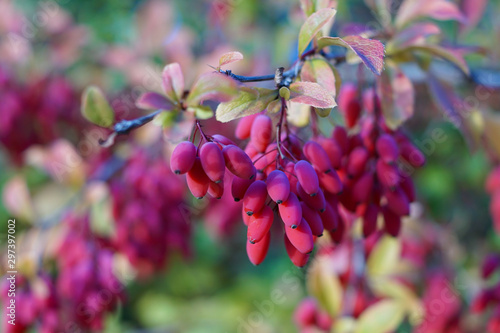Fotografie Berries of the berberis vulgaris plant also known as barberry