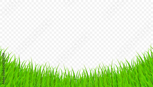 Green Grass Elements on Transparent Background. Vector Illustration
