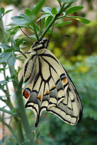 mariposa