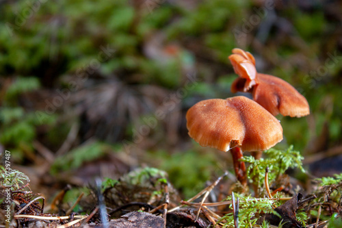 Two mushrooms with a bright hat close-up. Mushrooms hat among green moss and yellow leaves in the forest. Two mushrooms grow on moss. Inedible mushroom in the autumn forest. Mushroom and moss close up