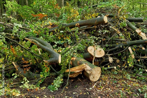 Fresh woodpile in the forest. Woodwork in the forest.