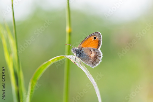 Small heath (Coenonympha pamphilus) is a butterfly species belonging to the family Nymphalidae, in the natural environment, blurred background. Closeup of a small heath butterfly . 
