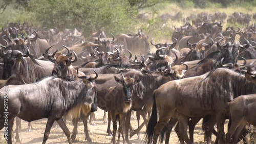 Wallpaper Mural Close Up Slow Motion of Large Wildebeest aka Gnu Herd in Dusty Field of African Savanna, Tanzania National Park Torontodigital.ca
