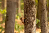 Squirrel in the autumn forest on a tree