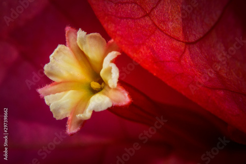 Foto Macro shots Bougainvillaea flower close-up