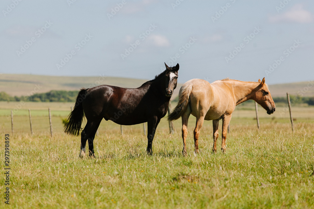 Fototapeta premium Cavalos