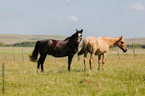 Cavalos
