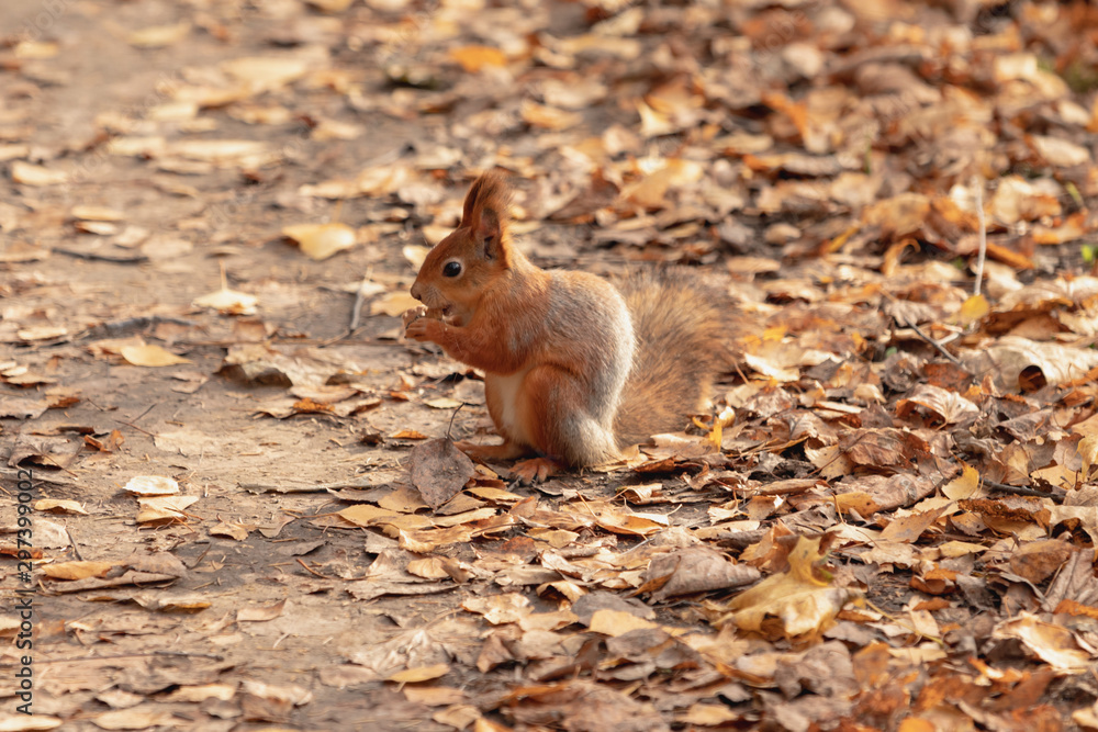 Squirrel in the autumn forest Squirrel in the autumn forest