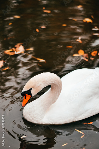 large white swan in an autumn lake with fallen leaves