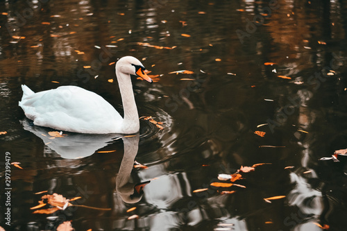 large white swan in an autumn lake with fallen leaves