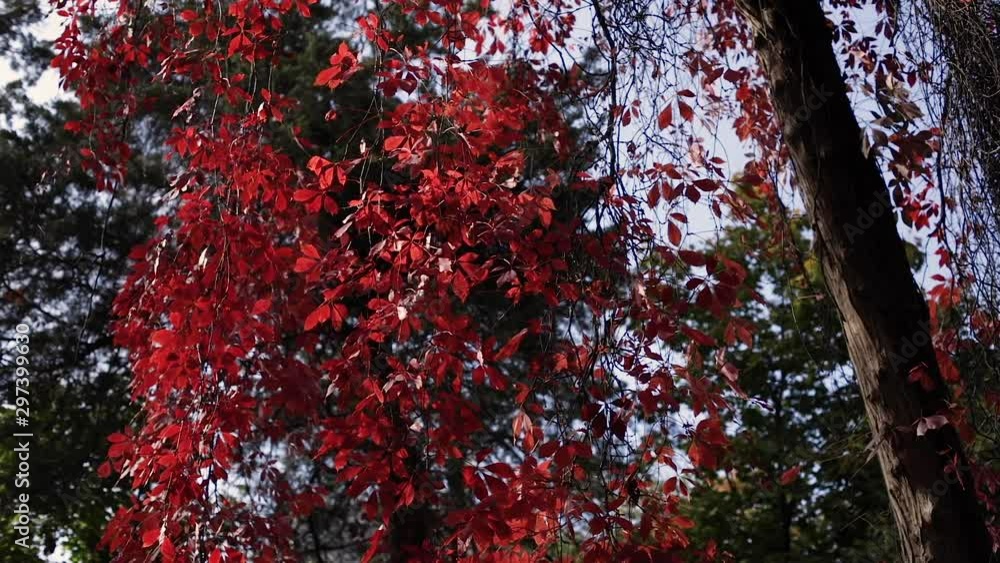 Autumn time - autumn colors. Leaves of grapes of various shades of red, raspberry, burgundy, scarlet. Sun rays and glare. Autumn time - autumn colors. Leaves of grapes of various shades of red, raspberry, burgundy, scarlet. Sun rays and glare.