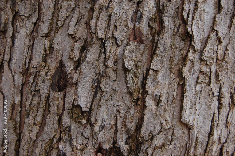Maple Tree Texture