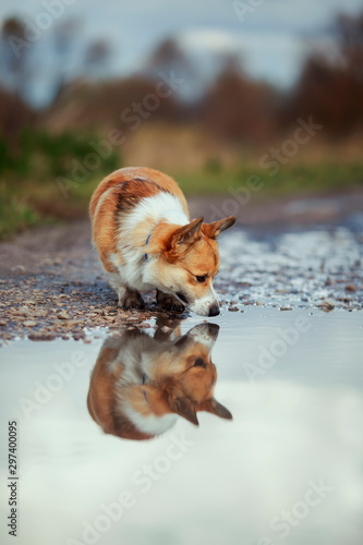 cute Corgi dog puppy stands in the puddle on the road in the autumn Park funny and drinks water reflected in it