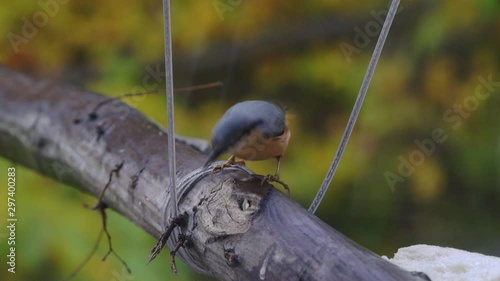 Eurasian Nuthach (Sitta Europaea) gathering seeds for winter - (4K) photo