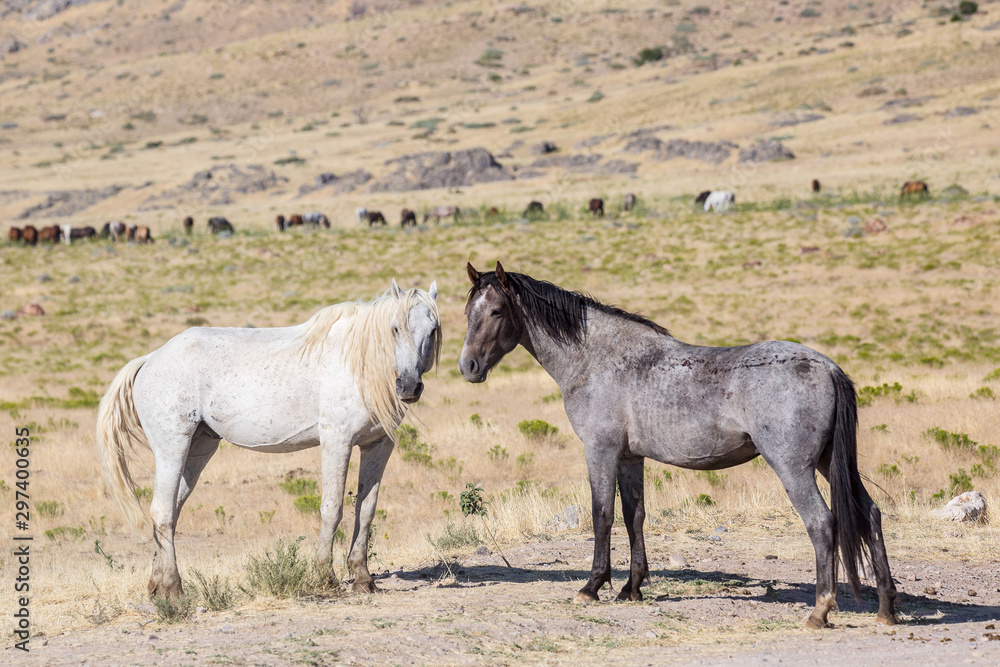 Wild Horses