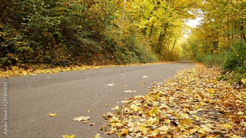 Fallen leaves on the side of the road. Light wind blowing on a sunny autumn day