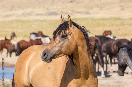 Wild Horses