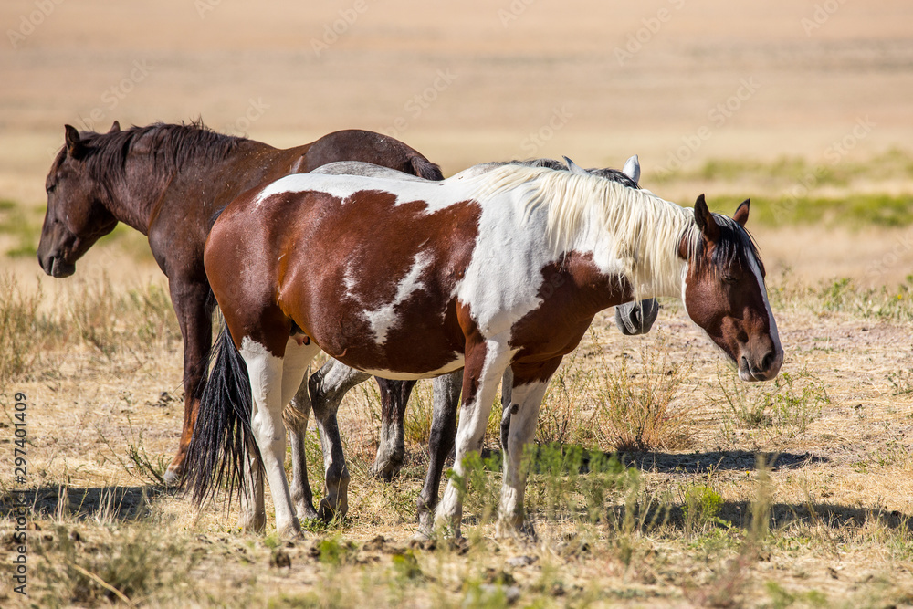 Obraz premium Wild Horses