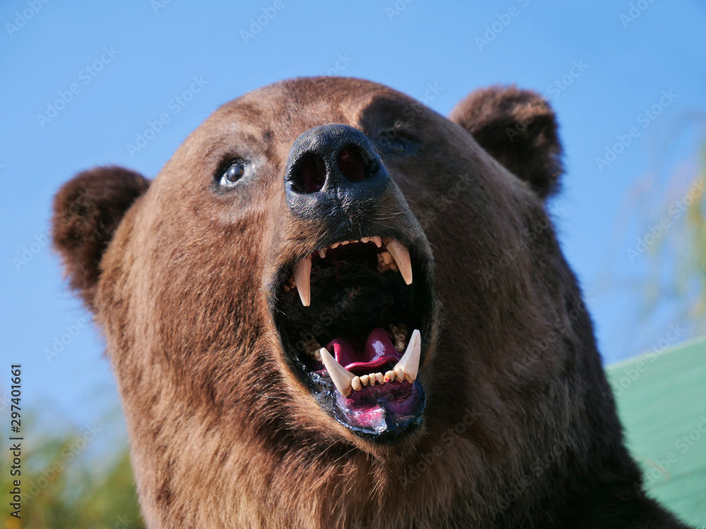 brown bear teeth