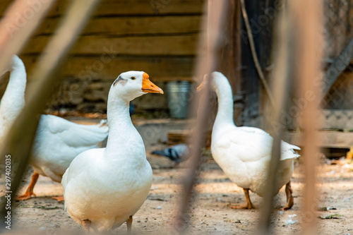 goose farming animal portrait in rural village yard looking at camera  © Артём Князь