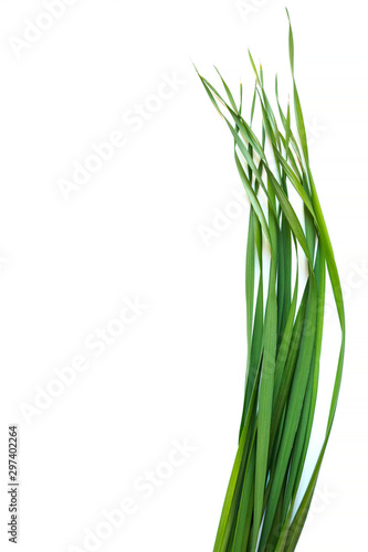 Vertical top view of oat grass on white background. Young green leaves of Avena sativa. Copy space for text