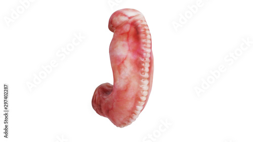 Canvas Print Human embryo development fetus unborn, back view. 3D rendering