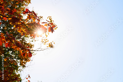  Close up of leaves on sunny autumn morning                              